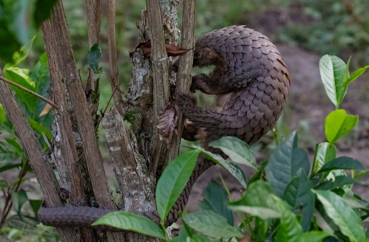 Here Today --- Gone Tomorrow ? -- The Pangolin