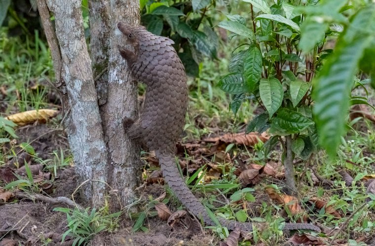Here Today --- Gone Tomorrow ? -- The Pangolin
