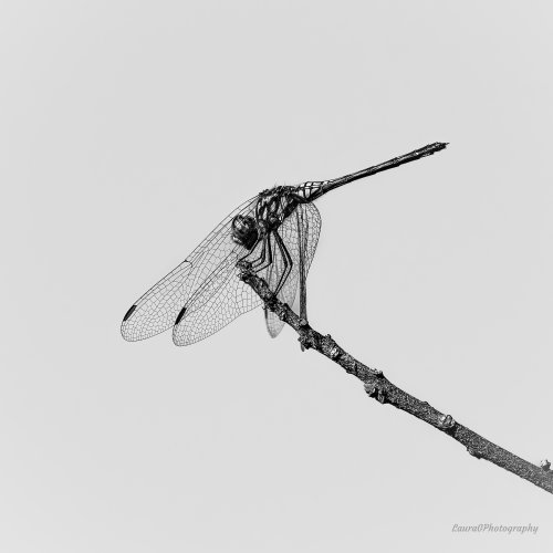 Dragonfly on a safari walk in Botswana
