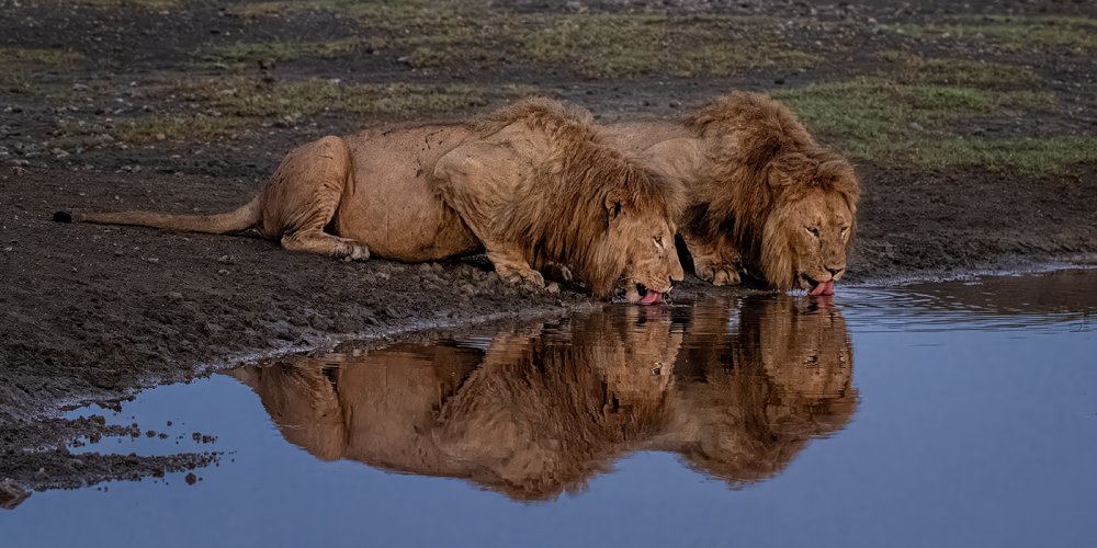 Drinking lions - which orientation do you prefer?