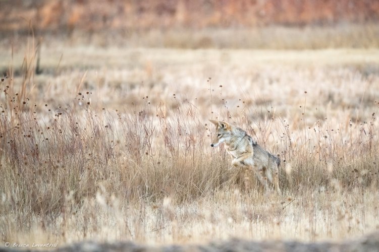 Two coyotes, same location, differing perspectives...