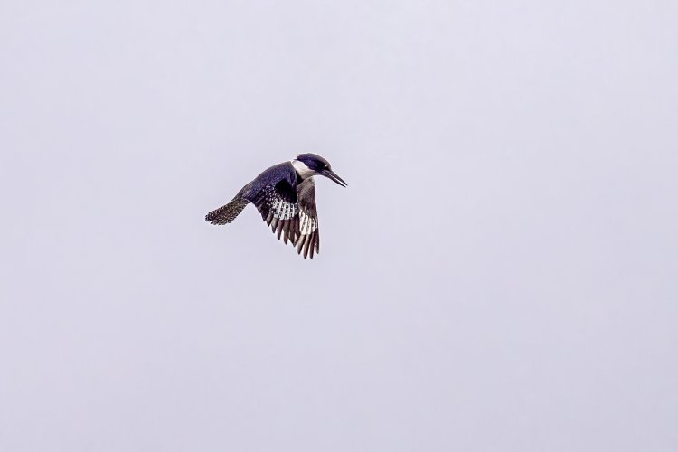 Kingfisher Hunting Belfair SP 12-30-2023.jpg