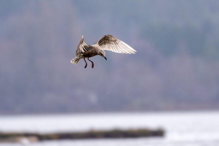 Gull Attacks Belfair SP 12-30-2023.jpg