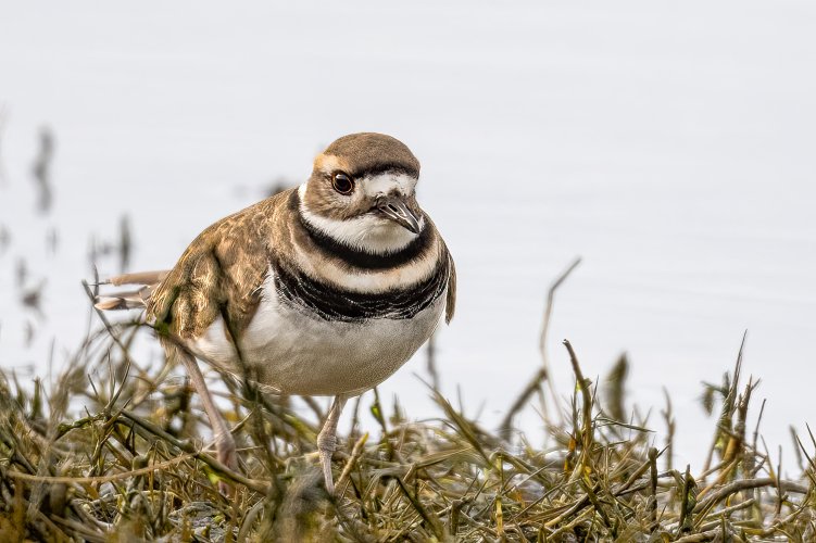 Killdeer Stepping Belfair SP 12-17-2023.jpg