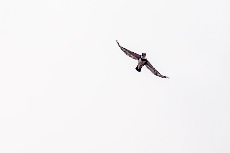 Kingfisher Belfair SP 12-30-2023.jpg