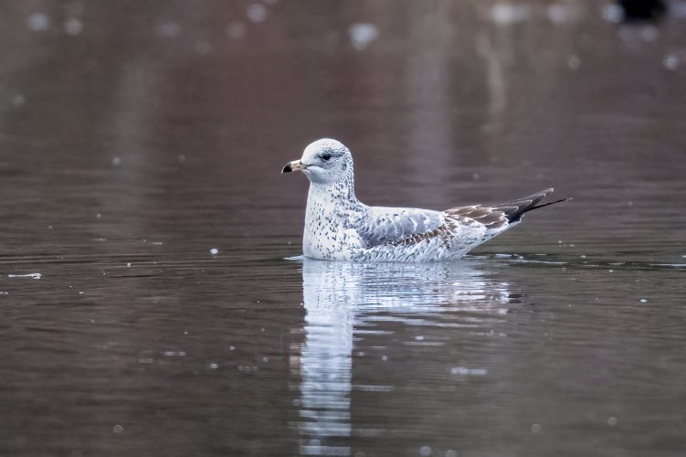 Gull Reflecting Belfair SP 12-23-2023.jpg