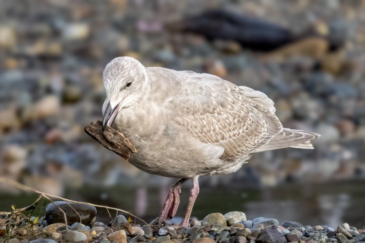 Young Gull with Wood Chip Belfair SP 12-17-2023.jpg