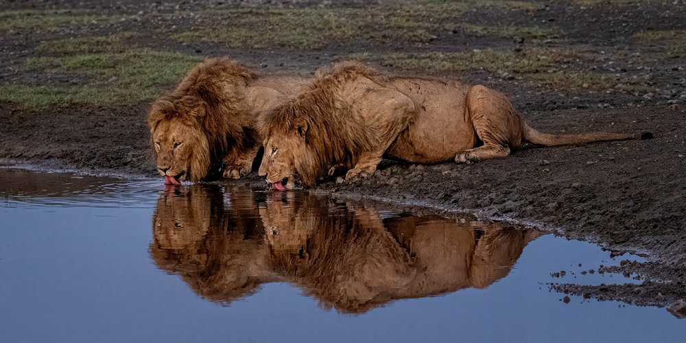 Drinking lions - which orientation do you prefer?