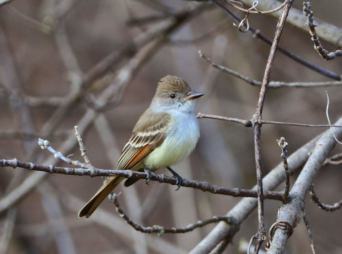 Ash-throated Flycatcher far from home.