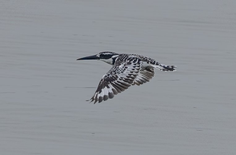 Odd Behaviour ? --- Or Just Being Careful ?--- Pied Kingfisher