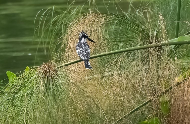 Odd Behaviour ? --- Or Just Being Careful ?--- Pied Kingfisher