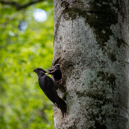 Great black woodpecker