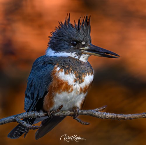 Elusive Kingfisher