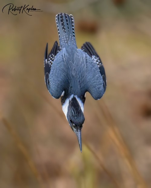 Elusive Kingfisher