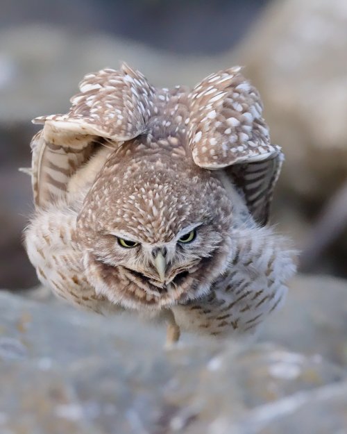Burrowing owl!