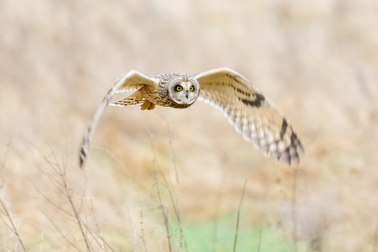 SEO in the soft light