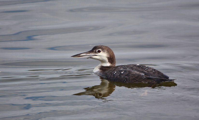 Common Loon first ever photo