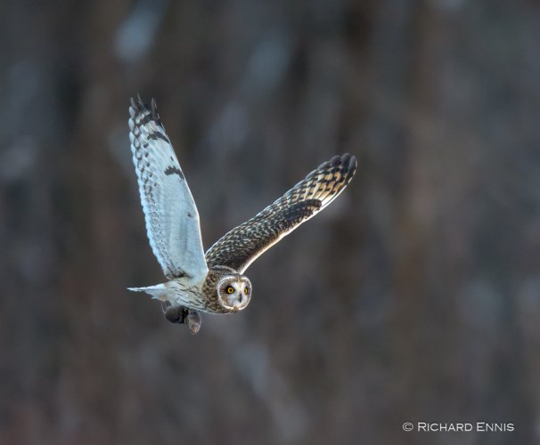Short Eared Owl Heading Home with Dinner