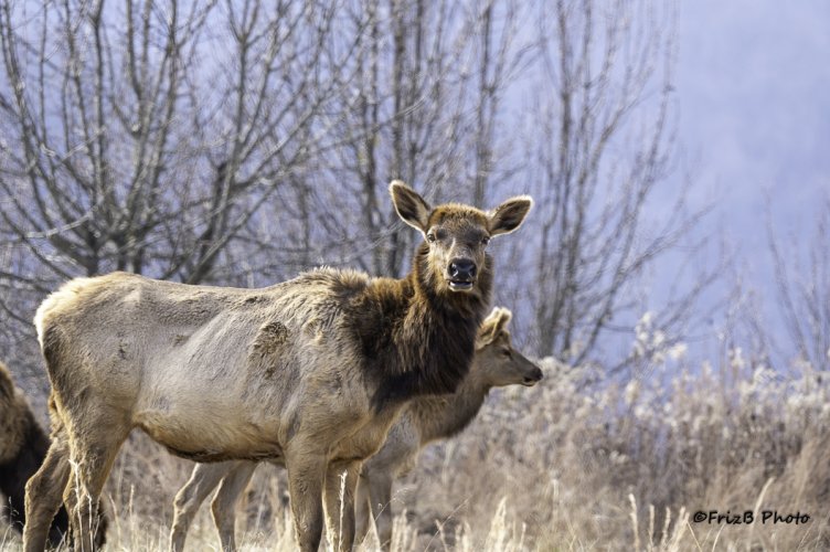 Elk looking shaggy!