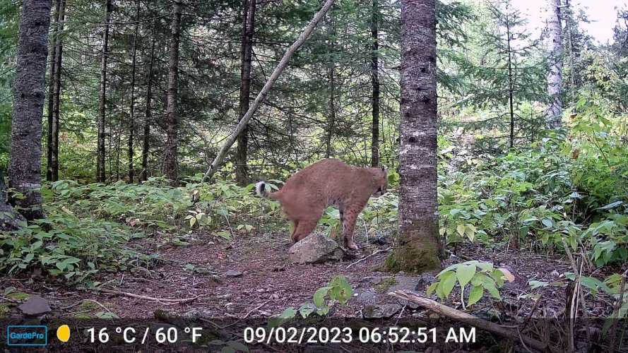 bobcat