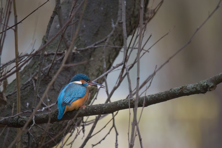 Zimorodek (Alcedo atthis)