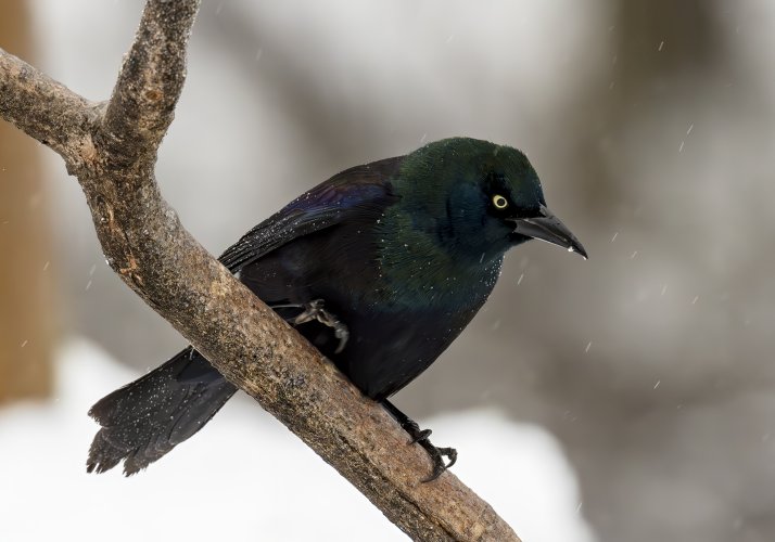 2024-01-16 Backyard Birds_072-Enhanced-NR.jpg