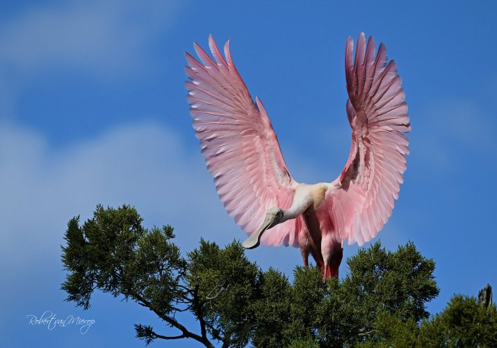 Early 2024 at the St. Augustine Alligator Farm