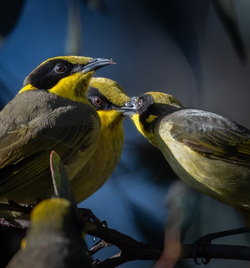 Yellow-tufted Honeyeaters feeding youngster
