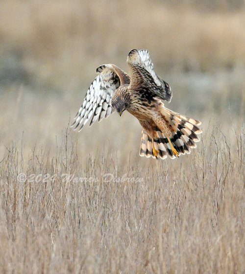 Hovering Harrier