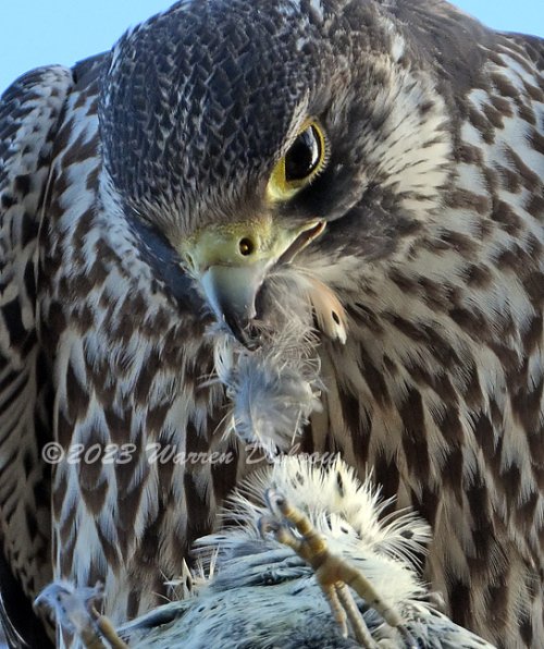 Peregrine Falcon with Brunch