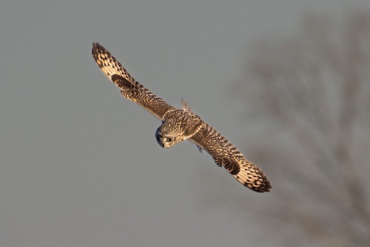 Short Eared owls at 560