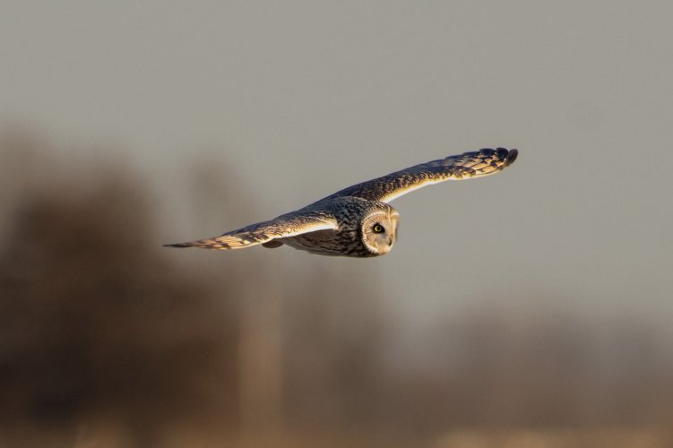 Short Eared owls at 560