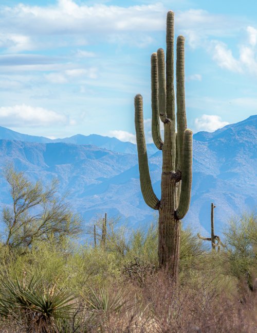 Sonoran Desert Saguaro Cactus