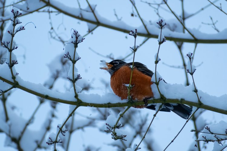American Robin on Snowy Branches