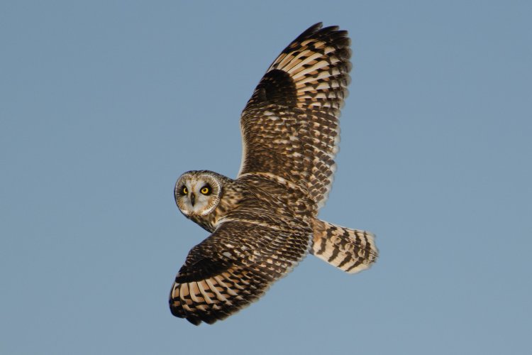 Short Eared Owls at 560 revisited