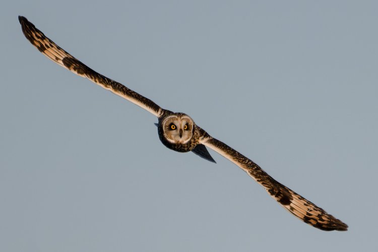 Short Eared Owls at 560 revisited