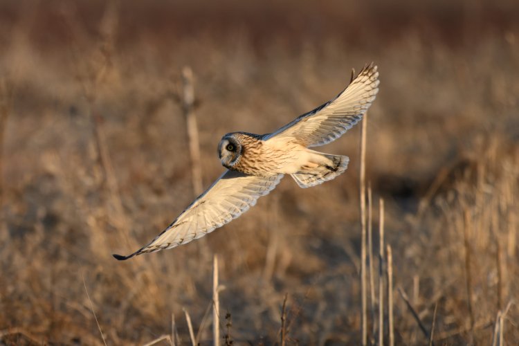 Short Eared Owls at 560 revisited