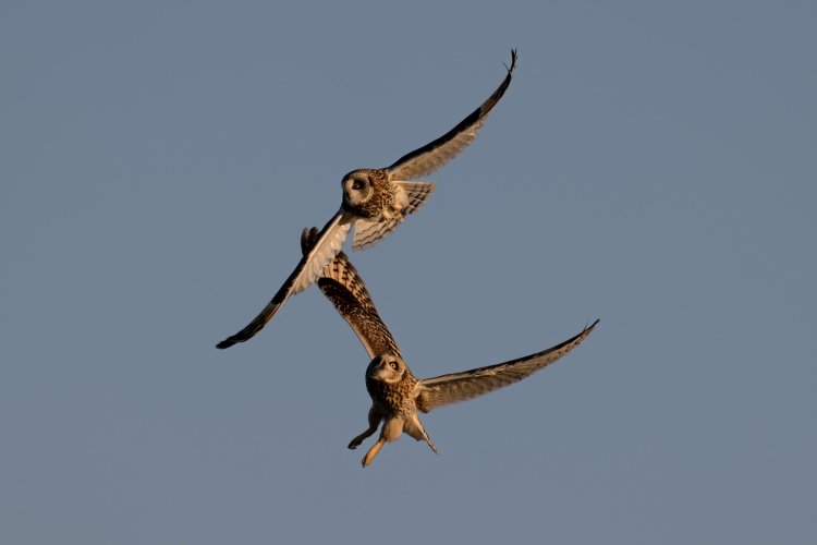 Short Eared Owls at 560 revisited