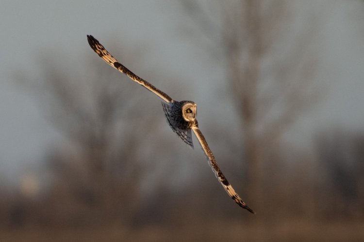 Short Eared Owls at 560 revisited