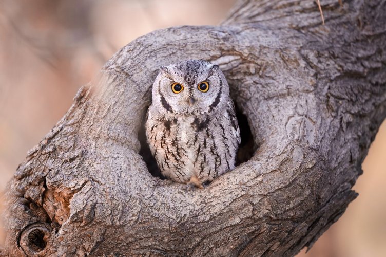 WesternScreech Owl.jpg
