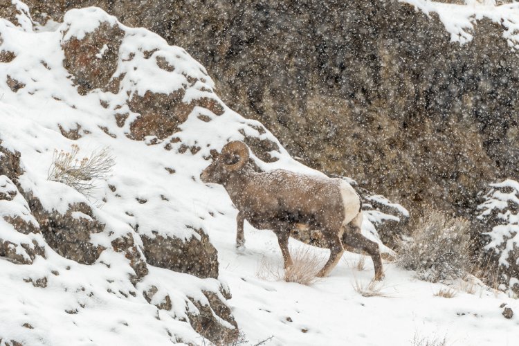 Big Horn Sheep in Snow Storm