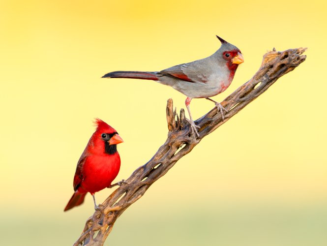 Cardinal and Pyrrhuloxia hanging out