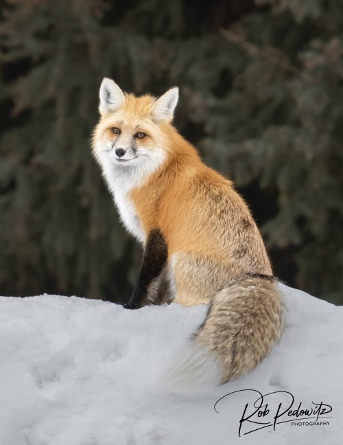 Yellowstone Fox