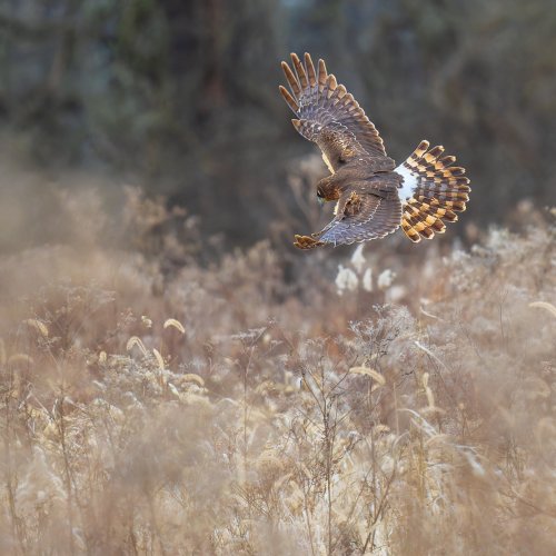 Northern Harrier