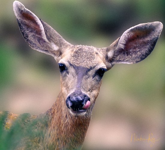Lip-smacking deer!
