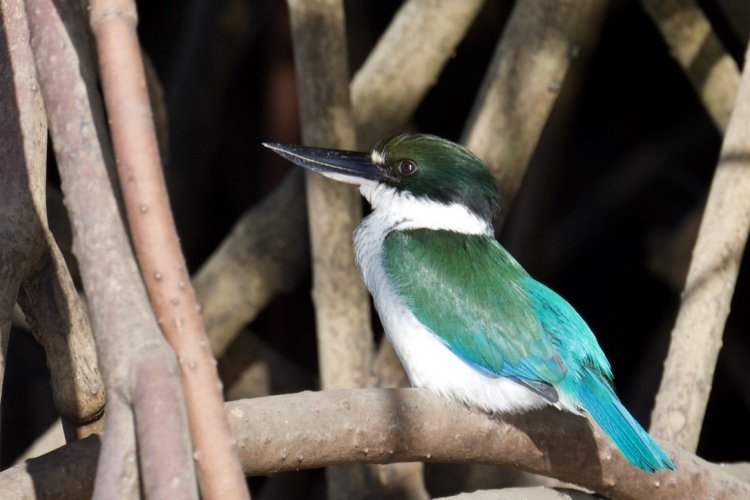 Kingfishers of the world - post yours