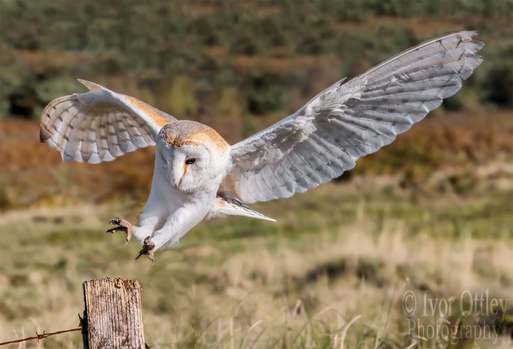 Canon R5  Barn Owl, UK