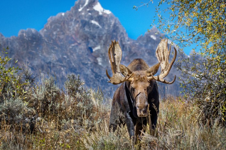 Bull Moose With Grand Tetons in Background