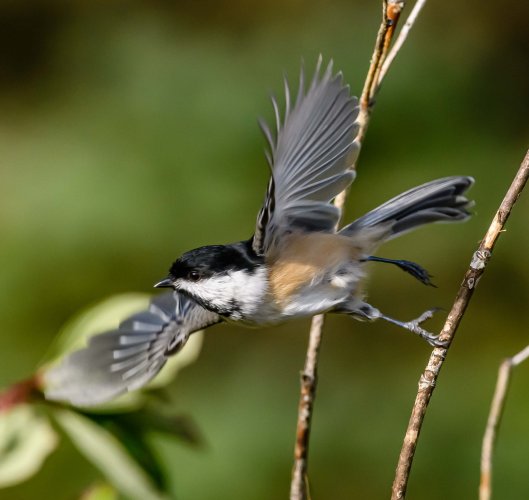 Black Capped Chickadee