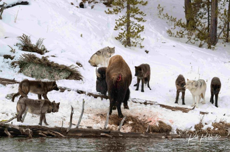 Wolves Bison Yellowstone 3 Pedowitz.jpg